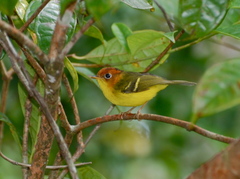 Phylloscopus montis