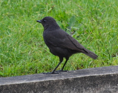 Myophonus borneensis