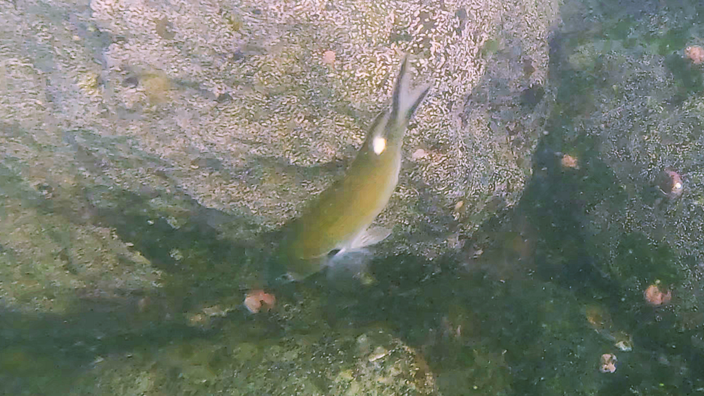 Photo of Scissortail chromis (Chromis atrilobata)