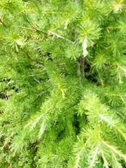 Larix decidua decidua