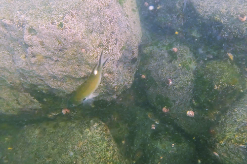 Photo of Scissortail chromis (Chromis atrilobata)