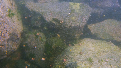 Photo of Scissortail chromis (Chromis atrilobata)