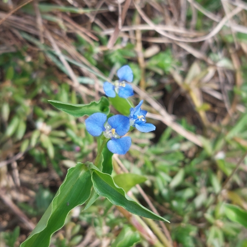 Queensland wandering sailor (Commelina lanceolata)