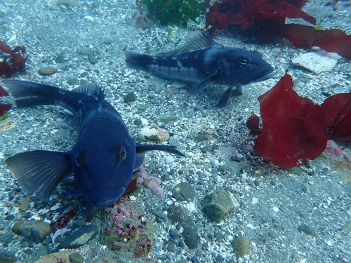 Blue cod (Parapercis colias) — Pinguipedidae — 4