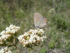 Callophrys xami