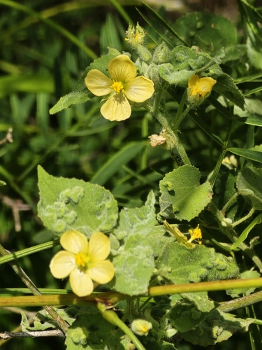 Image of Abutilon viscosum by (c) Connie Misket, some rights reserved (CC BY)