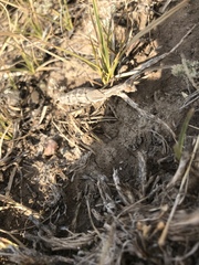 Bolivaria brachyptera