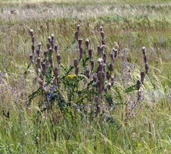 Astragalus alopecurus