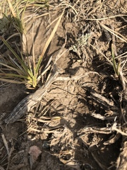 Bolivaria brachyptera