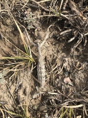 Bolivaria brachyptera