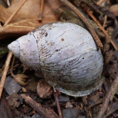 Plekocheilus gibbonius