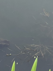 Potamogeton compressus