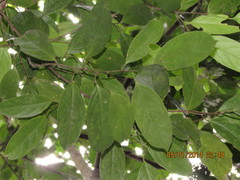 Hydnocarpus