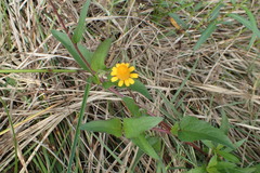 Acmella oppositifolia