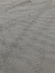 Dermochelyidae