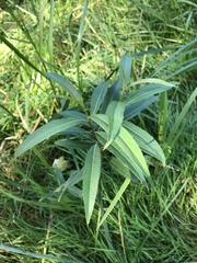 Salix