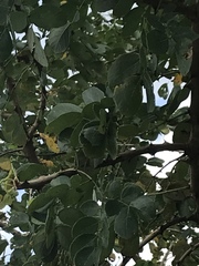 Mimosa caesalpiniifolia