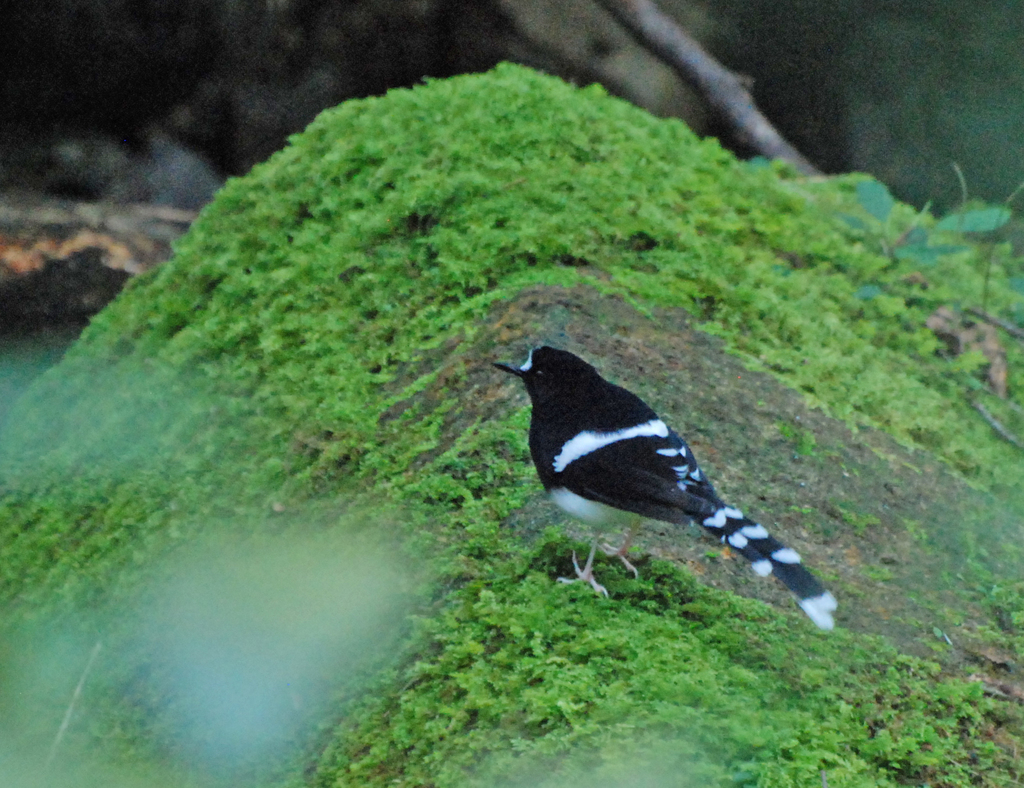 Bornean Forktail