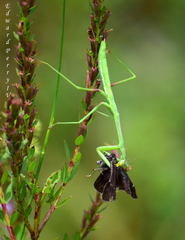 Stagmomantis floridensis