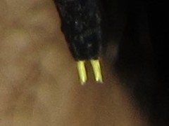 Austrogomphus prasinus