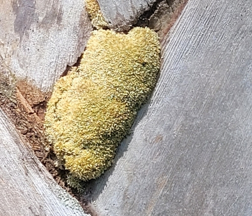 Image of Octoblepharum albidum by (c) Christina Moresi, some rights reserved (CC BY)