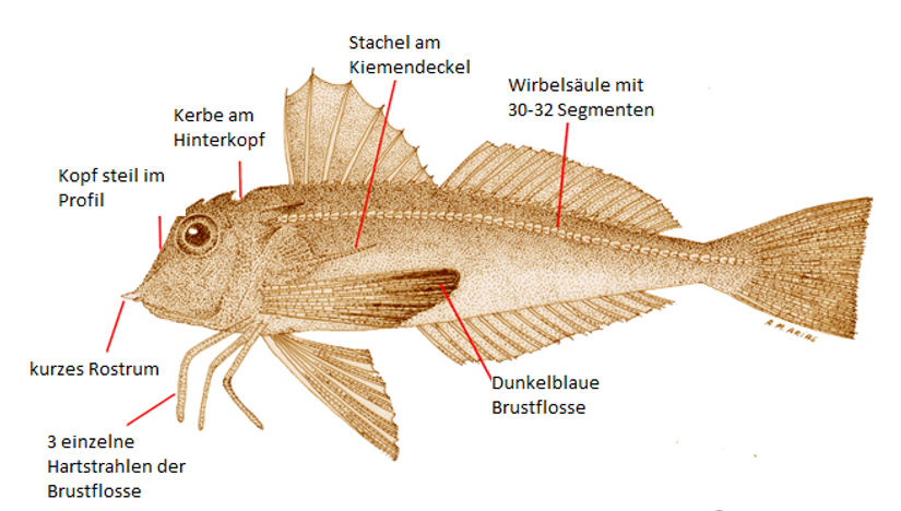 Large-scaled gurnard