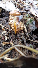 Strobilurus stephanocystis