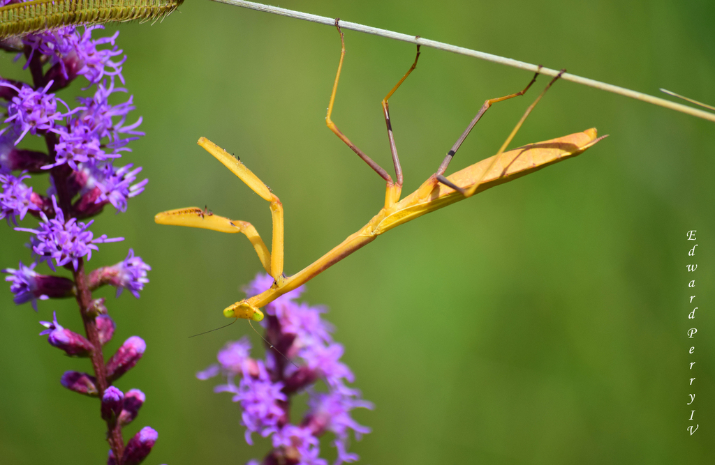 Larger Florida Mantis