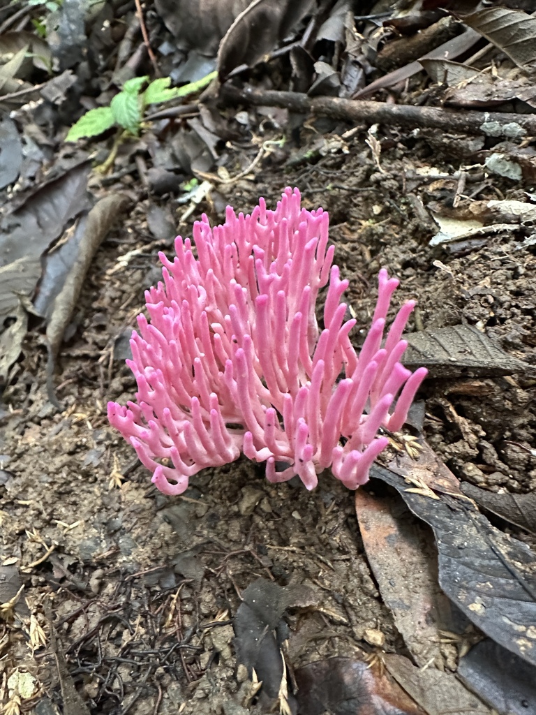 Clavaria schaefferi · April 2025 · photo: © heimatlos (iNaturalist, cc0)