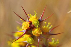 Euphorbia schinzii