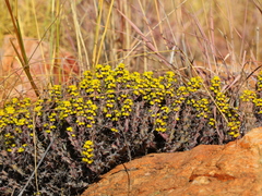 Euphorbia schinzii