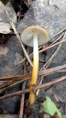 Strobilurus stephanocystis