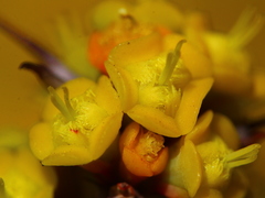 Euphorbia schinzii