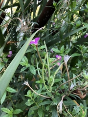 Epilobium hirsutum