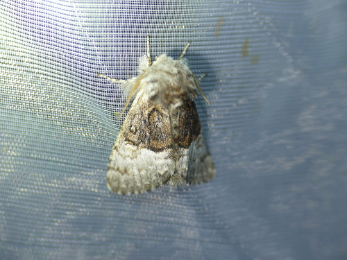 Photo of Nut-Tree Tussock (Colocasia coryli)