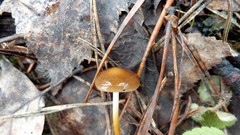 Strobilurus stephanocystis