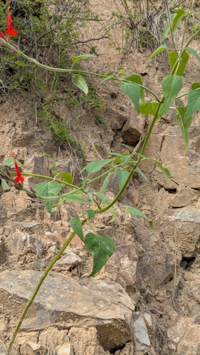 Fiery Yunkasage (Salvia exserta)