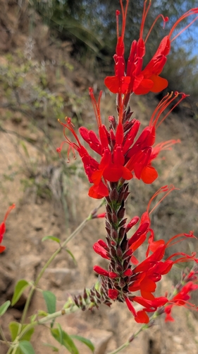 Image of Salvia exserta by no rights reserved