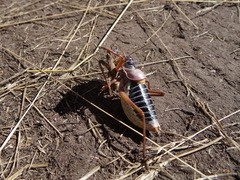 Ephippiger diurnus cunii