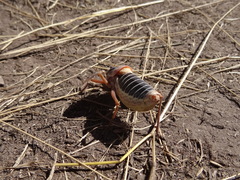Ephippiger diurnus cunii