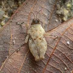 Systolederus cinereus