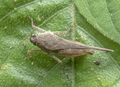 Systolederus cinereus