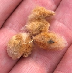 Gossypium tomentosum