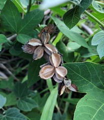 Gossypium tomentosum