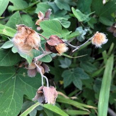 Gossypium tomentosum