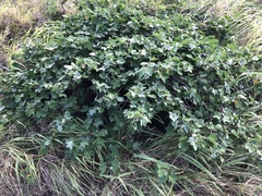 Gossypium tomentosum