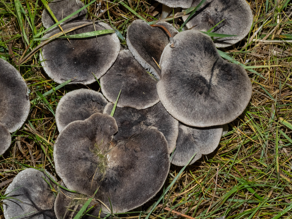 Tricholoma terreum · April 2025 · photo: © carey_knox_southern_scales (iNaturalist, cc-by-nc)