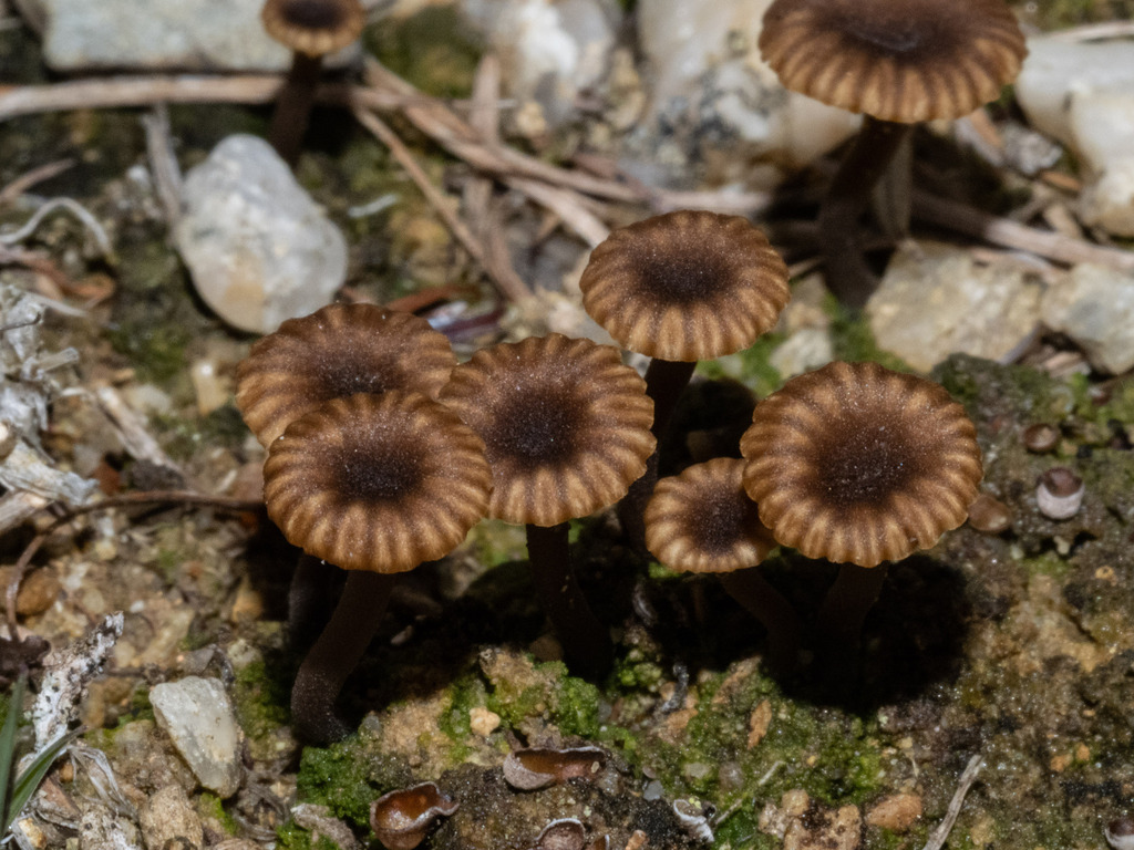 Omphalina colensoi · April 2025 · photo: © carey_knox_southern_scales (iNaturalist, cc-by-nc)