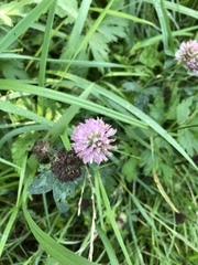 Trifolium pratense