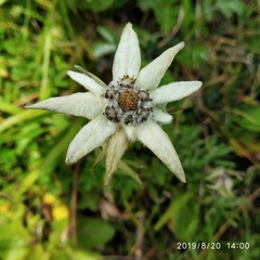 Leontopodium jacotianum